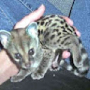 Meet your Posher, Jane